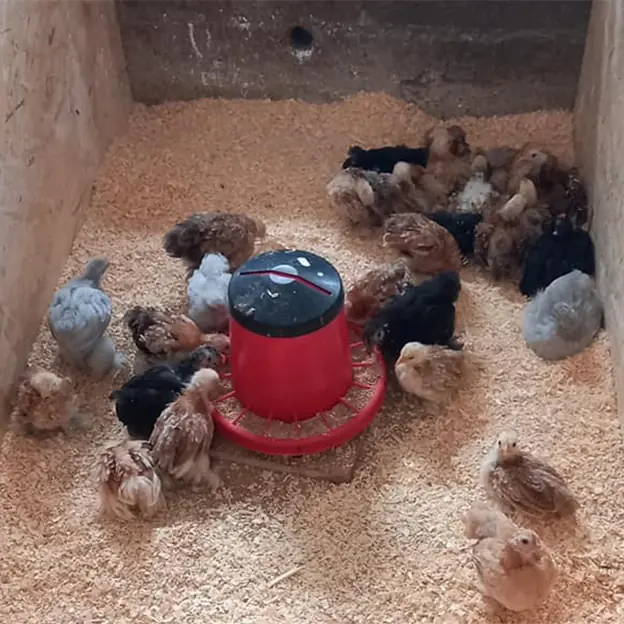 allevamento-avicoli-galline-ornamentali-veneto-02