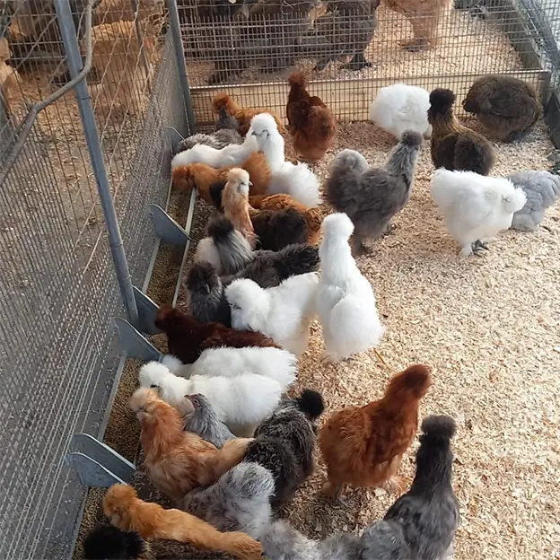 allevamento-avicoli-galline-ornamentali-veneto-03