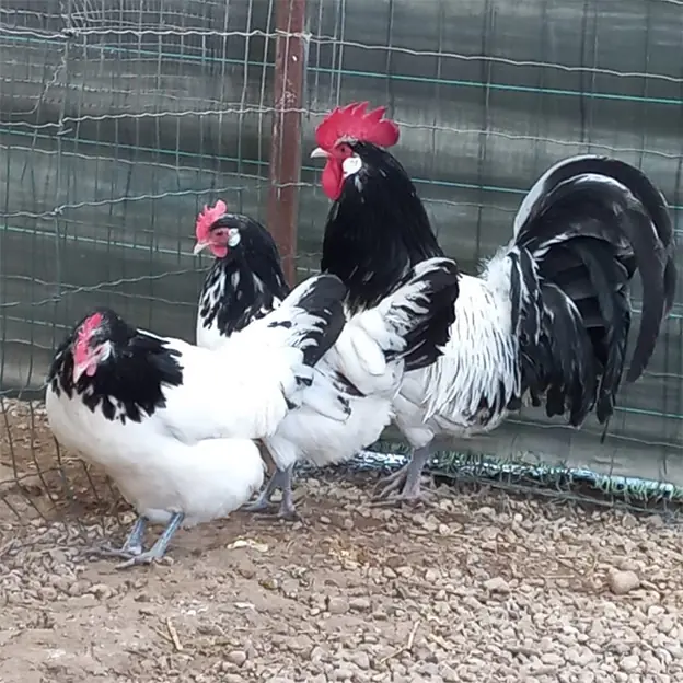 allevamento-avicoli-galline-ornamentali-veneto-06