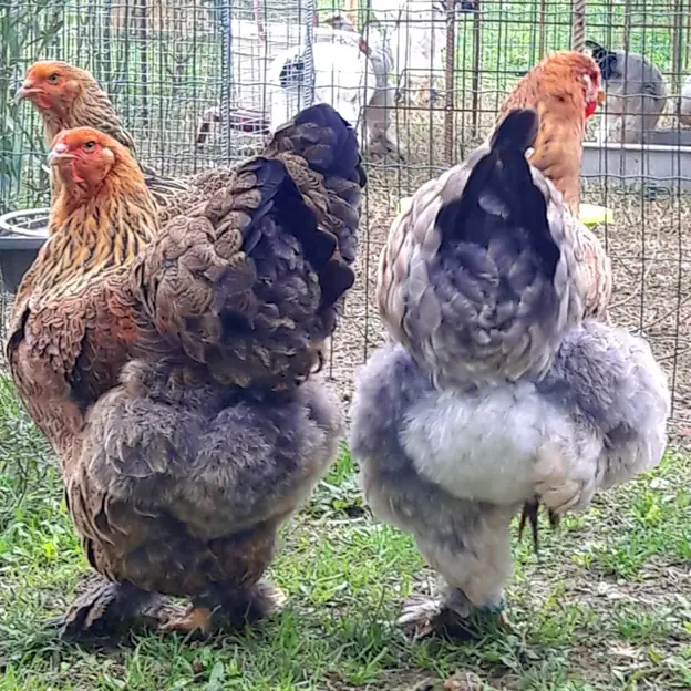 allevamento-avicoli-galline-ornamentali-veneto-08