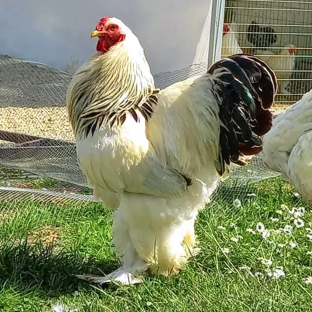 allevamento-avicoli-galline-ornamentali-veneto-09