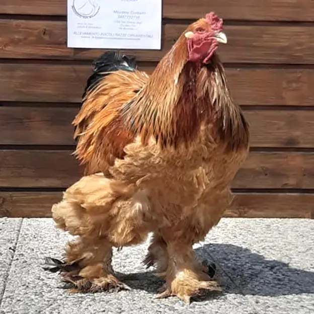 allevamento-avicoli-galline-ornamentali-veneto-11