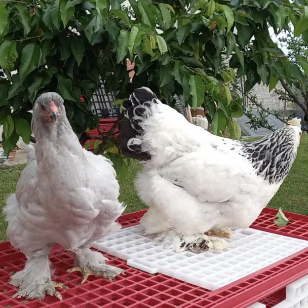 allevamento-avicoli-galline-ornamentali-veneto-12