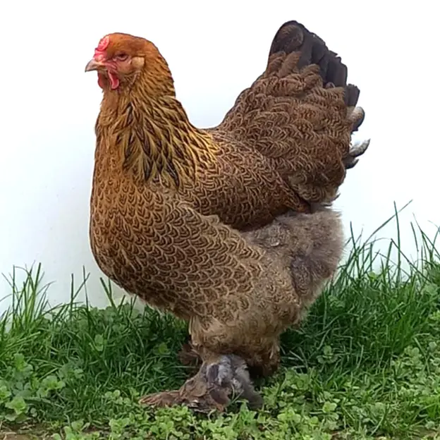 allevamento-avicoli-galline-ornamentali-veneto-13