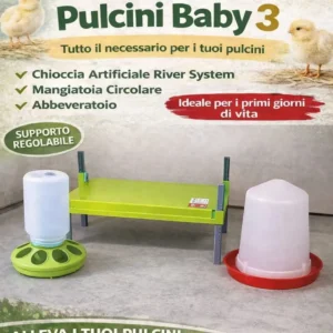 PACCHETTO PULCINO BABY 3 (40/50 pulcini)